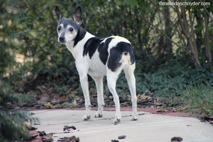 Our dog Astro the rat terrier