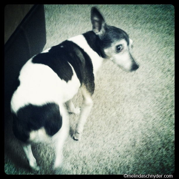 Our dog Astro the rat terrier
