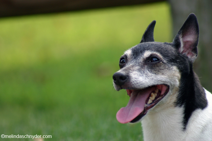 Our dog Astro the rat terrier 