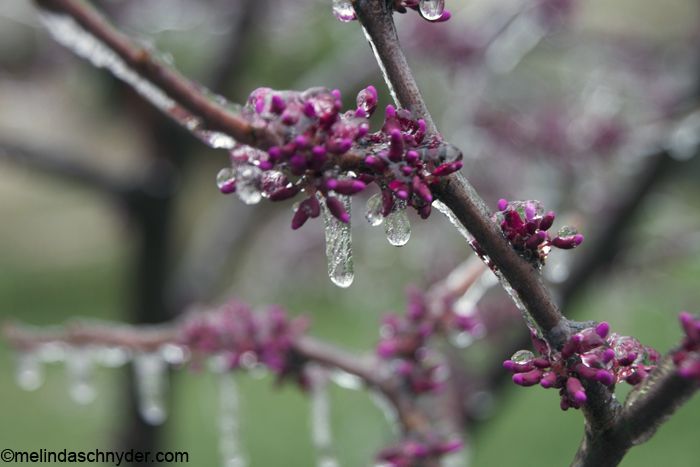 Spring in Wichita means ice on our budding redbud tree
