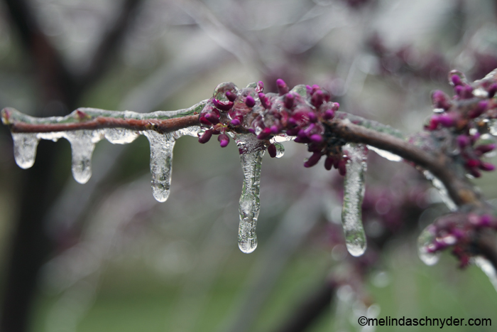 wichita kansas spring weather means ice on the budding trees