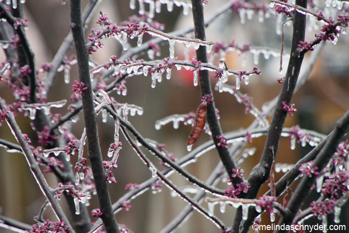 Wichita Kansas spring weather means ice on our budding redbud tree