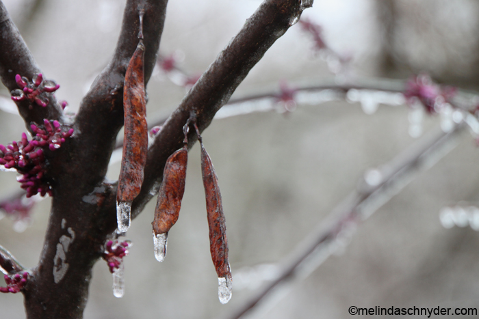 Wichita Kansas spring weather means ice on our budding redbud tree