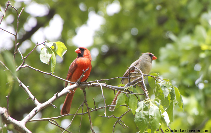 male female Cardinal redbird