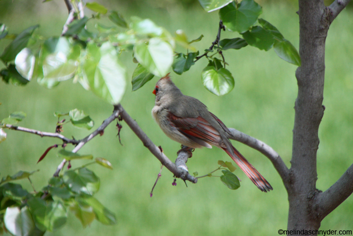 female Cardinal redbird