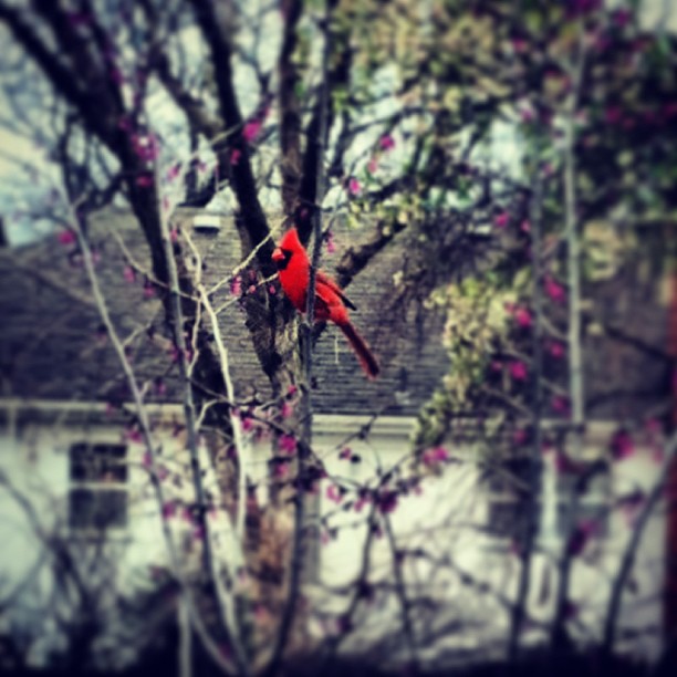 male cardinal redbird in a tree