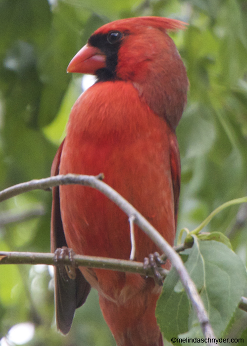 male Cardinal redbird