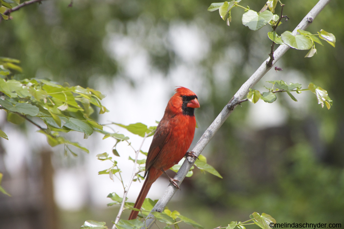 male Cardinal redbird