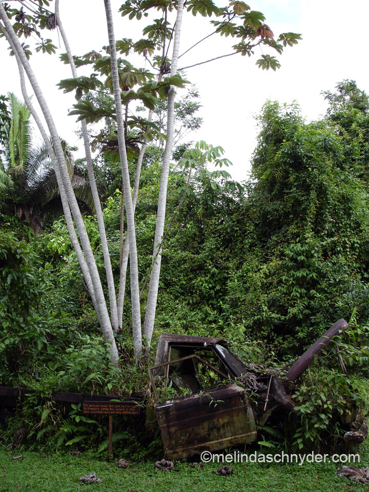 A tree growing out of a truck on a jungle hike while traveling in Belize