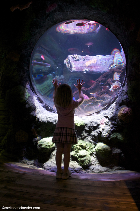 Sea Life Kansas City aquarium