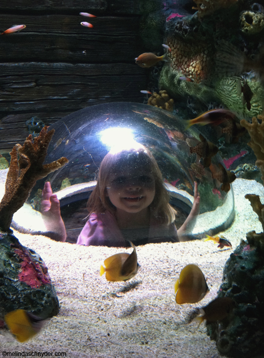 Sea Life Kansas City aquarium 