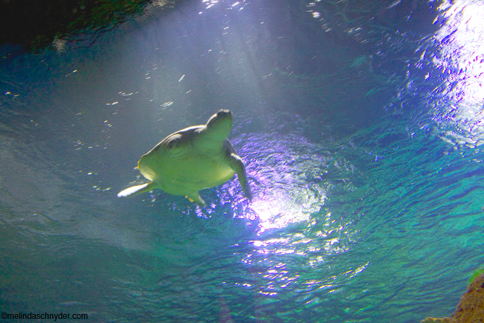 Sea Life Kansas City Gertrude Turtle