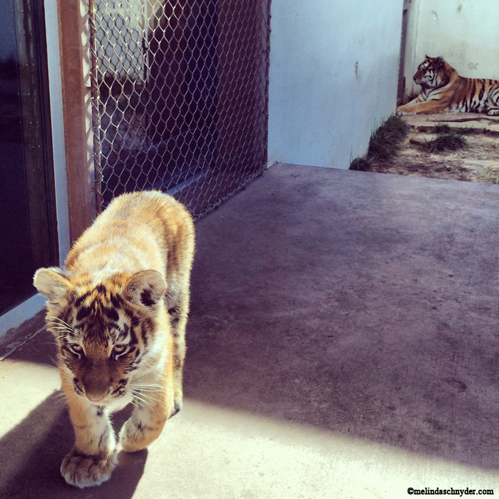 Four-month-old Amur tiger Natasha, with her mom Talali in the background at Wichita’s Sedgwick County Zoo.