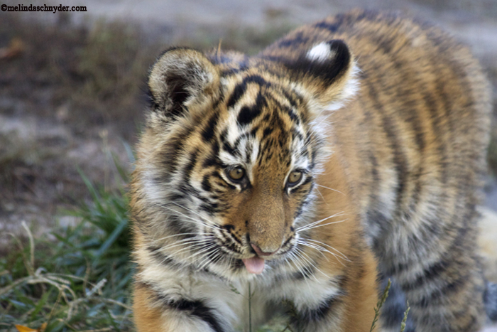 Natasha, the female Amur Tiger born on July 6, 2013, at four months old.