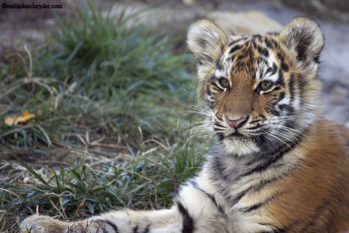 Natasha, the female Amur Tiger cub at the Sedgwick County Zoo.