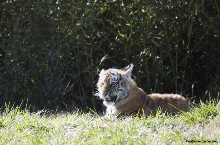 Tsar, the male Amur tiger cub, stayed toward the back of the exhibit on the day we were visiting Tiger Trek at Sedgwick County Zoo.