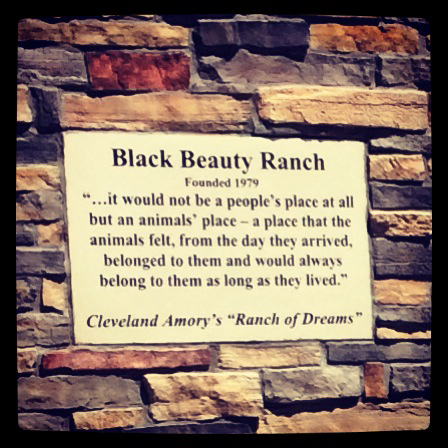 black beauty ranch murchison, texas