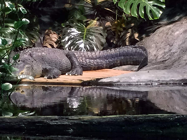 #Schummer14 alligator at National Mississippi River Museum