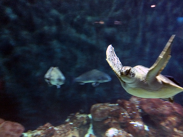 #Schummer14 turtle at National Mississippi River Museum