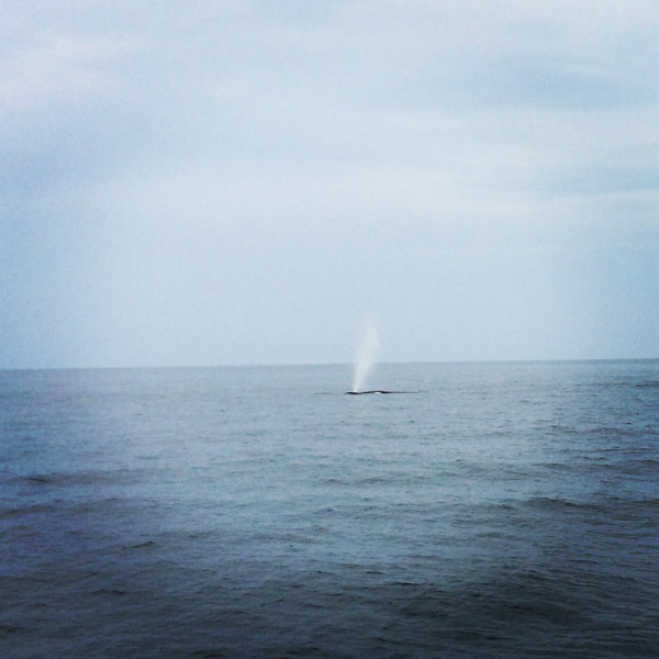 #schummer14 Whale Watch Rye New Hampshire