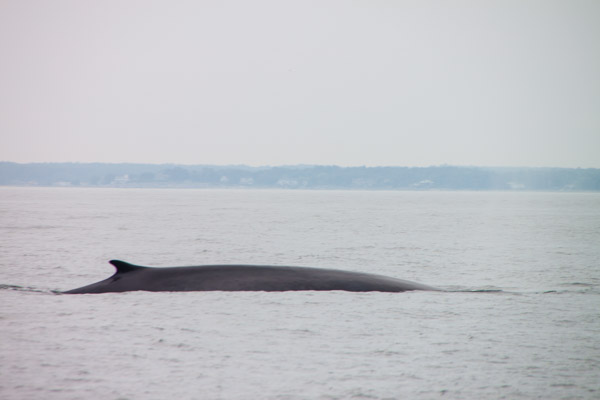#schummer14 Whale Watch Rye New Hampshire